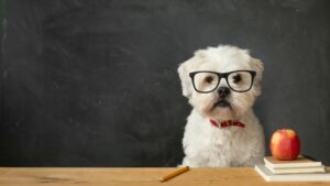 Dogs Are Smarter Than AI Like ChatGPT Says Meta AI-Guru